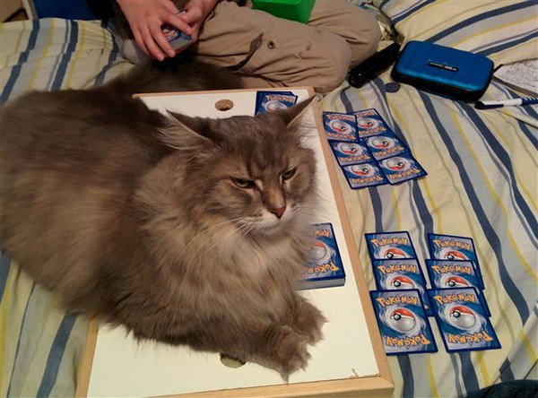 cat sitting on pokemon cards