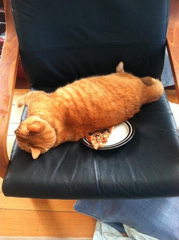 cat sleeping on pizza