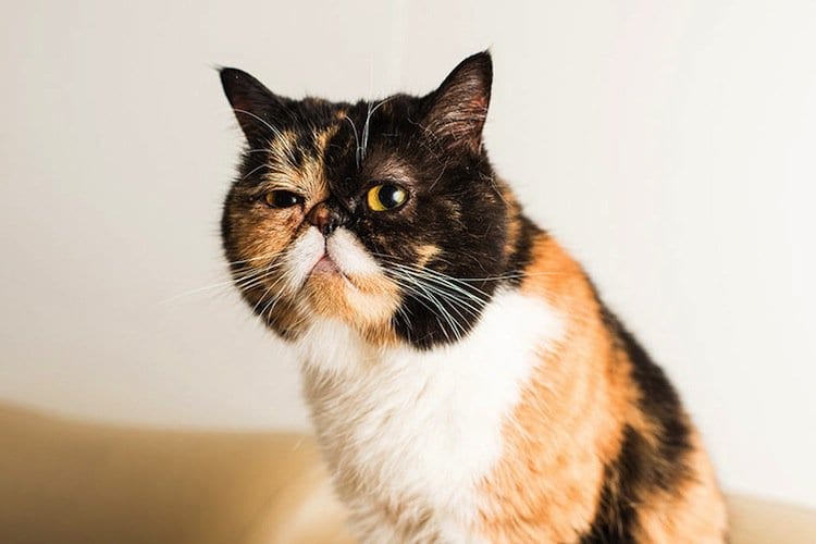 cats-pudge-two