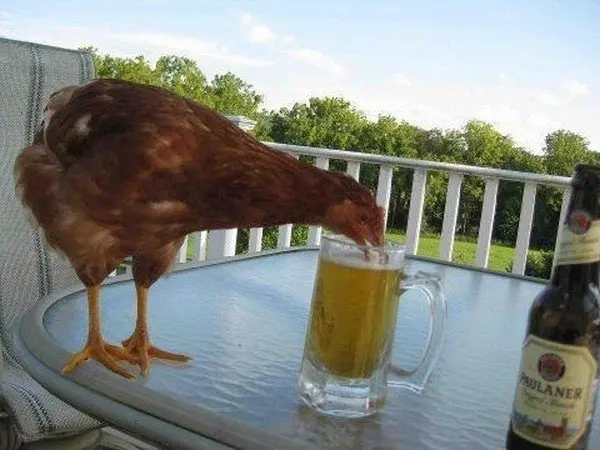 chicken drinking beer