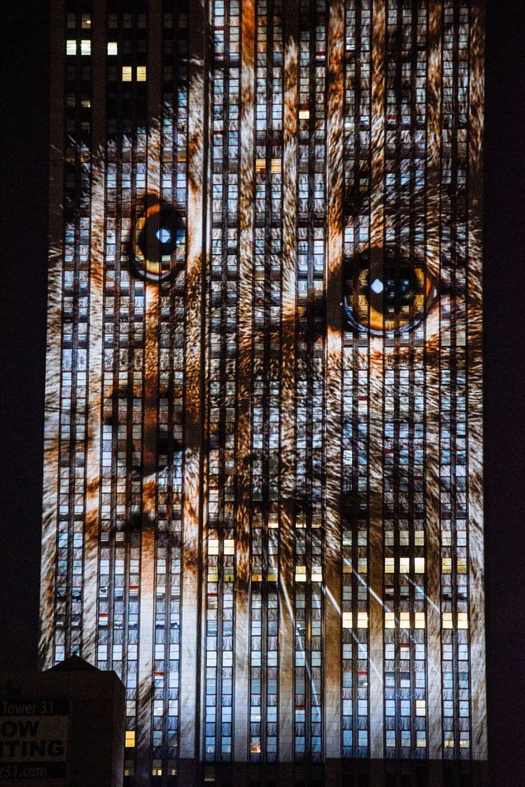 close up endangered animal projection