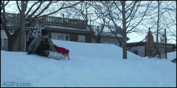 dog steals sled