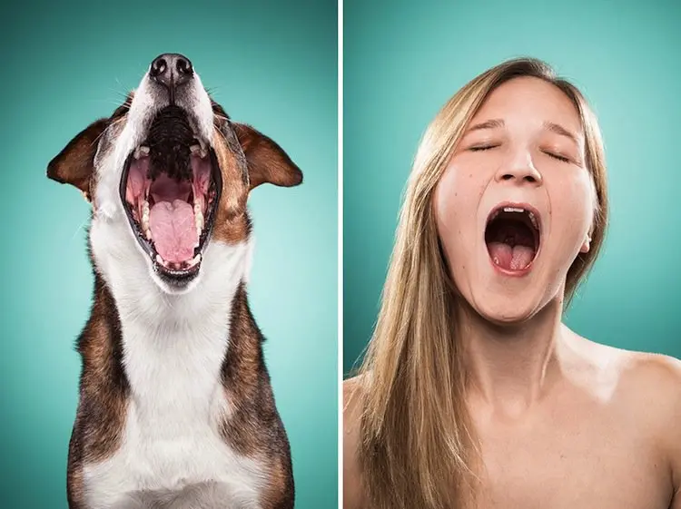 dog-yawn