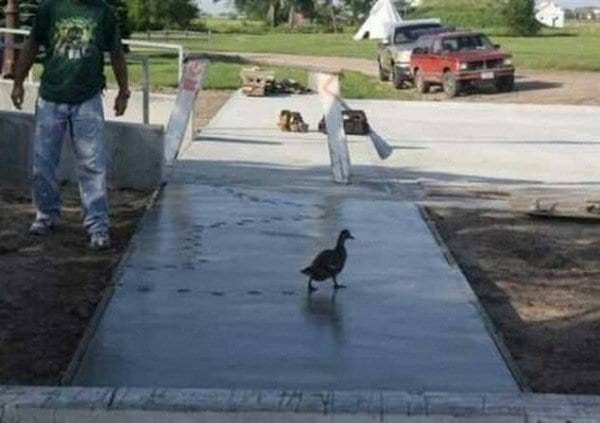 duck walking wet concrete