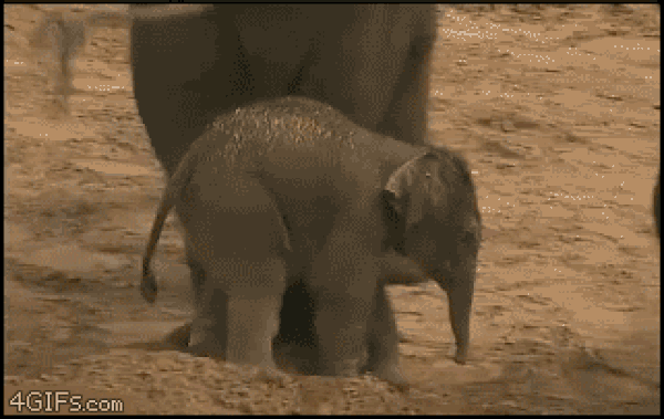 elephant kicks baby fall