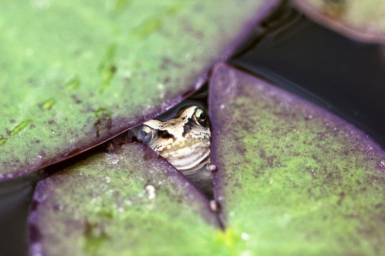 frog staring
