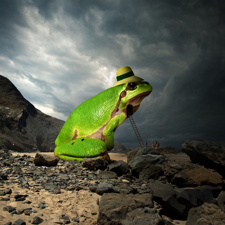 giant frog in hat