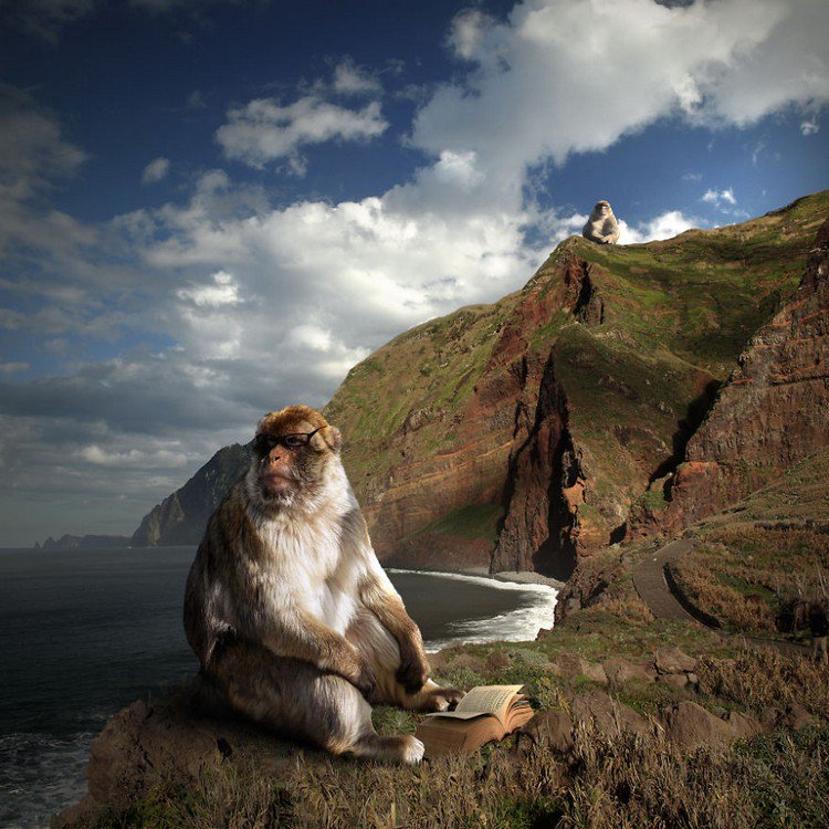 giant monkey reading