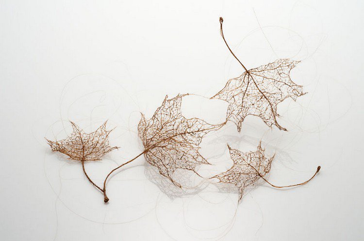group human hair leaves