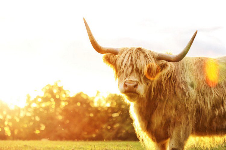 highland cow staring