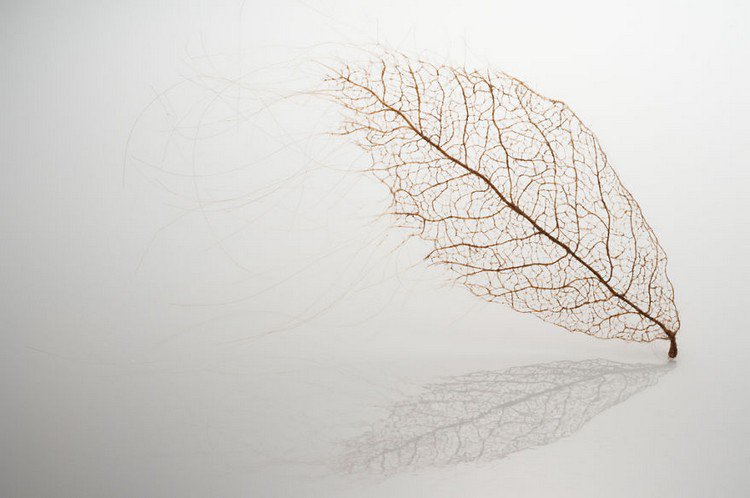 human hair leaf and shadow