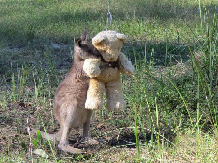 kangaroo hugging teddy bear