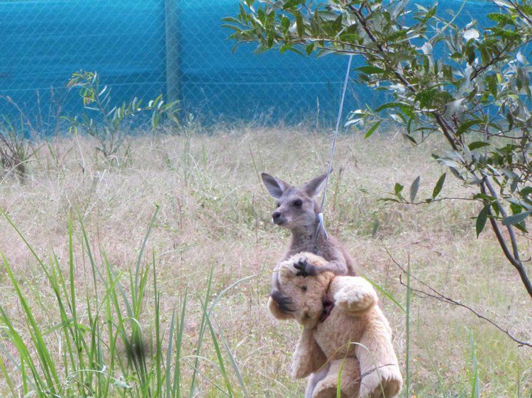 kangaroo teddy bear