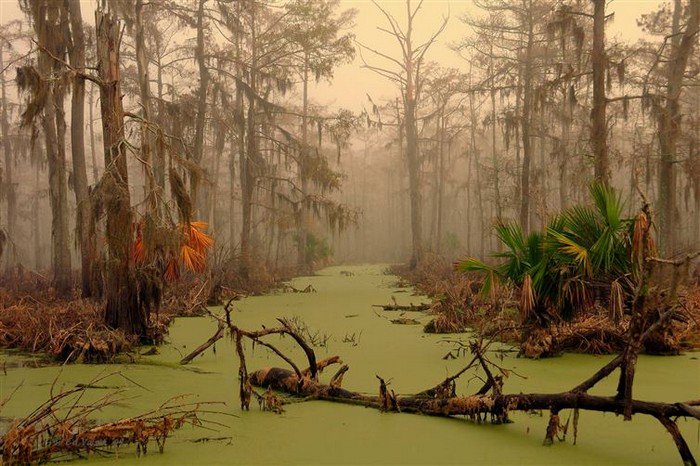 louisiana swamp