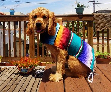 mexican dog poncho