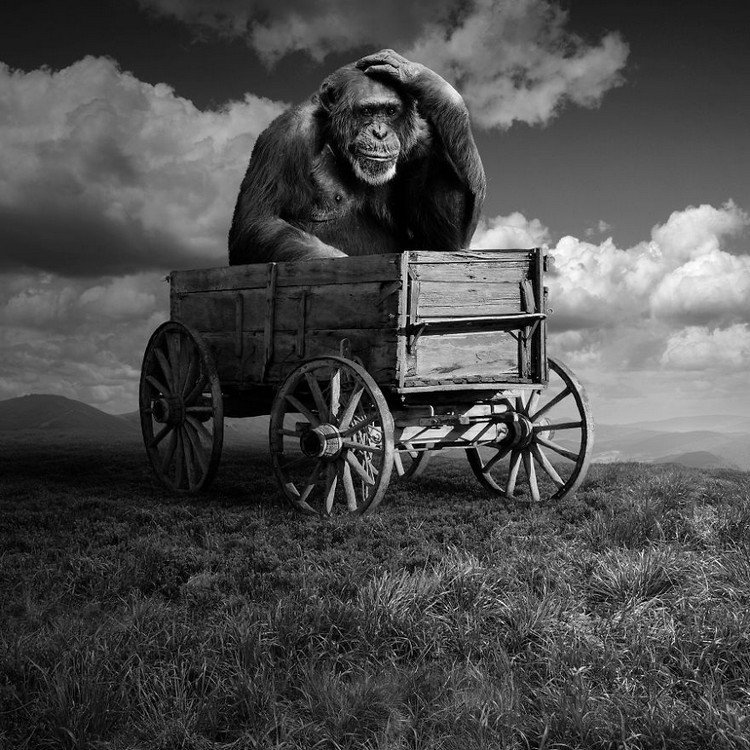 monkey in cart