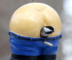 mooning birdhouse