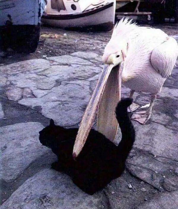 pelican bites cat