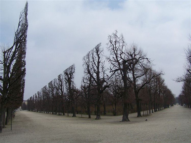 perfectly aligned trees