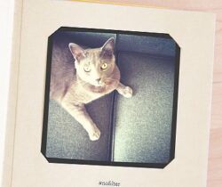 pet selfies photo album