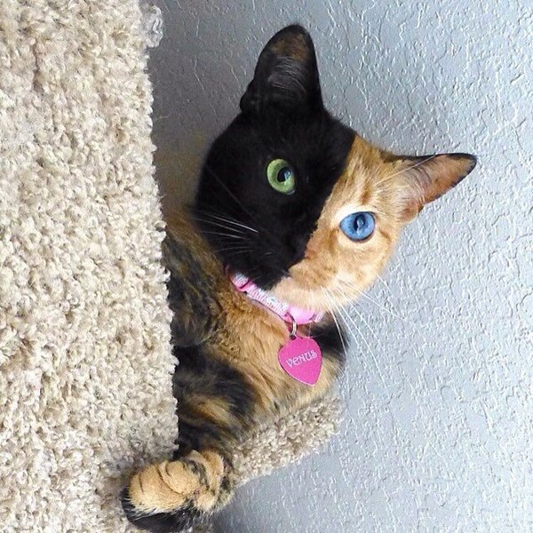 photos-wont-believe-chimera-cat