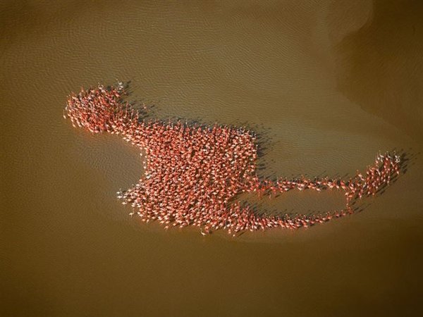 photos-wont-believe-flamingo