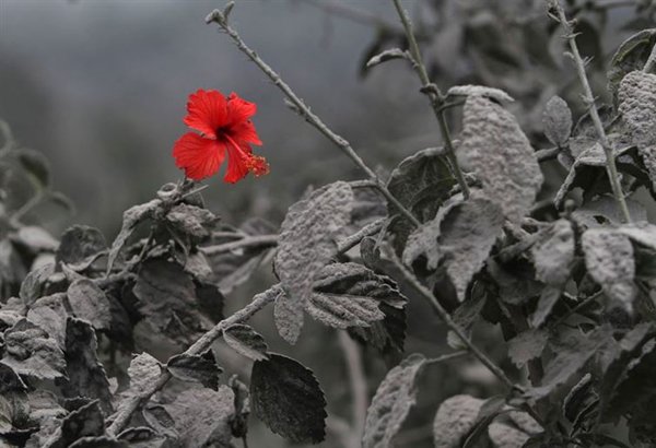 photos-wont-believe-hibiscus