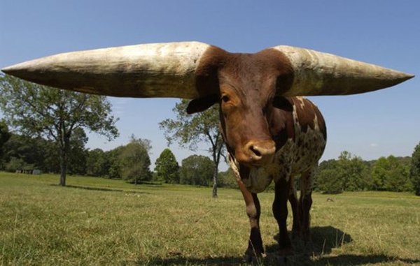 photos-wont-believe-horns