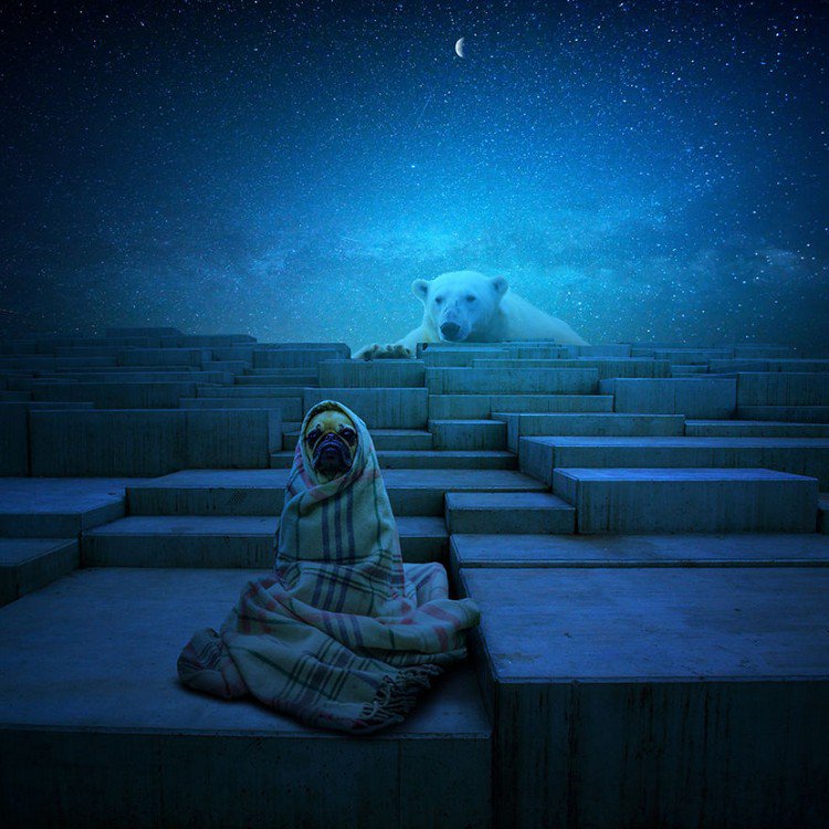 polar bear dog in blanket