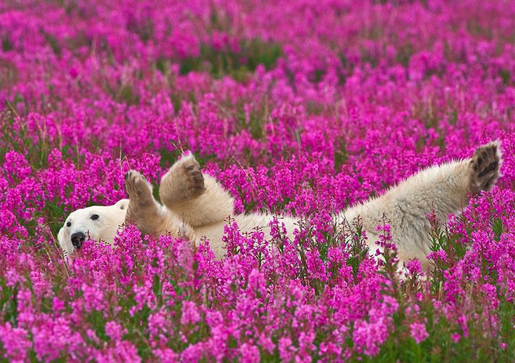 polar-flowers