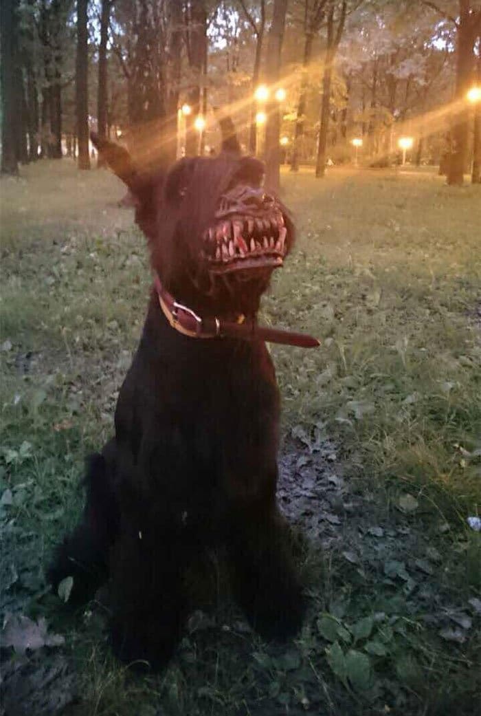 scary dog muzzle