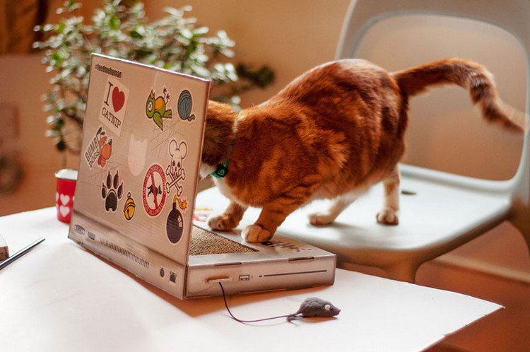 scratching post laptop cat looking