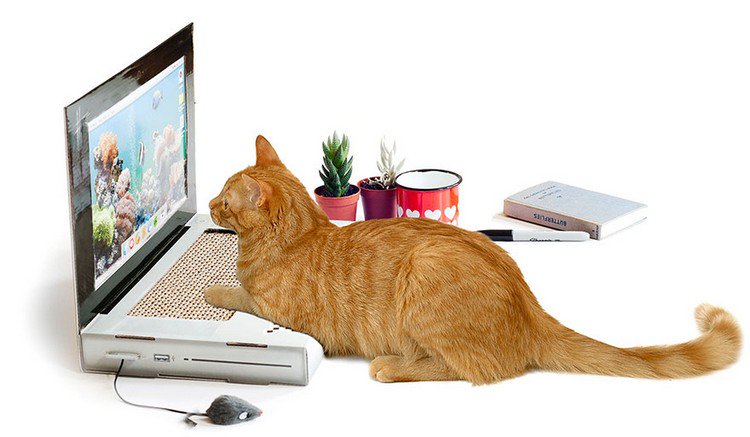 scratching post laptop cat using