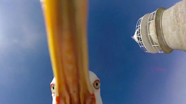 seagull-steals-gopro
