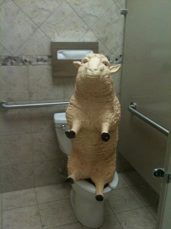 sheep model toilet