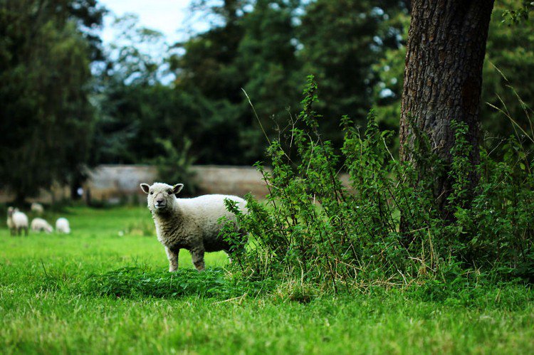 sheep staring