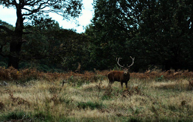 stag staring