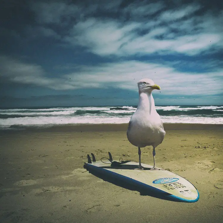 surfboard bird