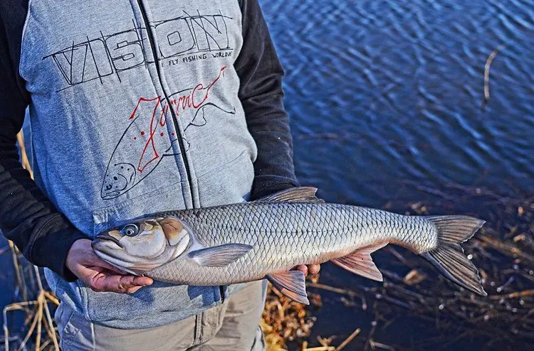 trout carving held