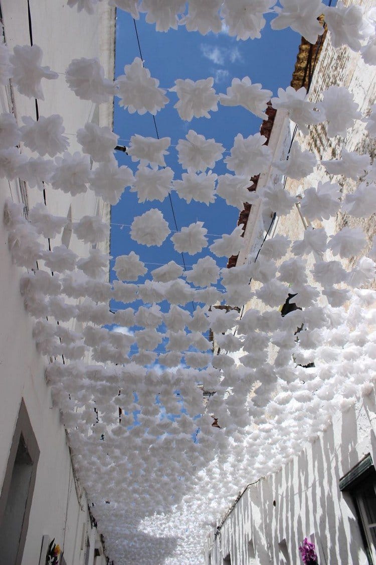 white flowers from below