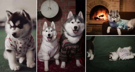 Huskies Wearing Clothes