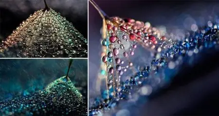 Ivelina Blagoeva Macro Images Of Droplets