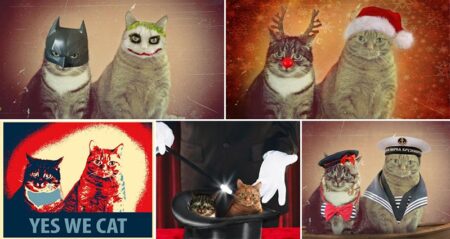 Joasia Studzinska Photoshopped Cats