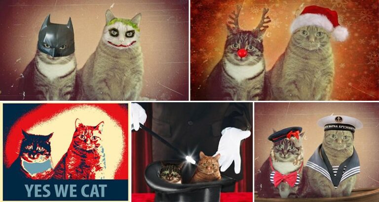 Joasia Studzinska Photoshopped Cats
