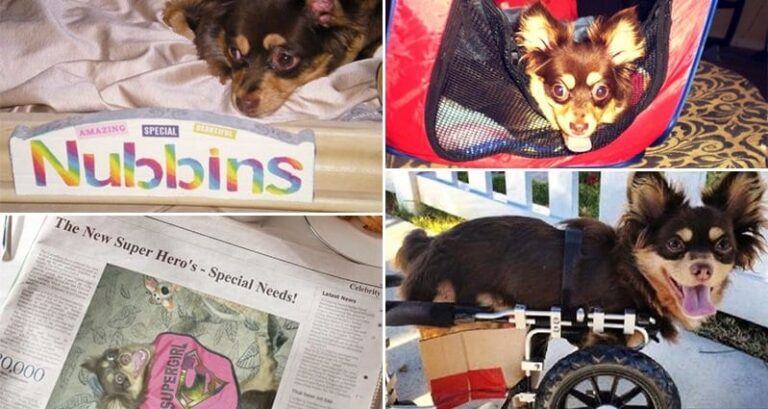 Nubbins Rescue Dog With One LeG