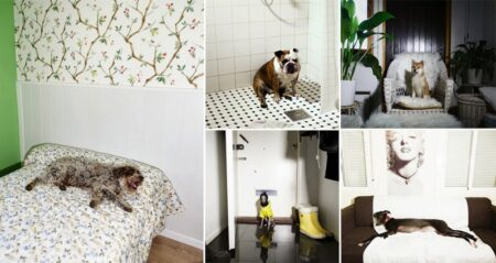 Photographs Of Dogs As If They Were Homeowners
