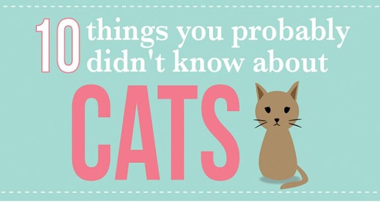 Things You Dont Know About Cats