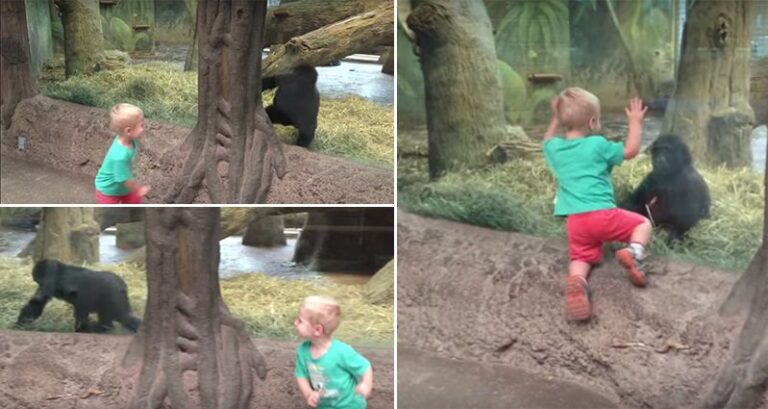 Toddler Playing Peek A Boo With Baby Gorillla