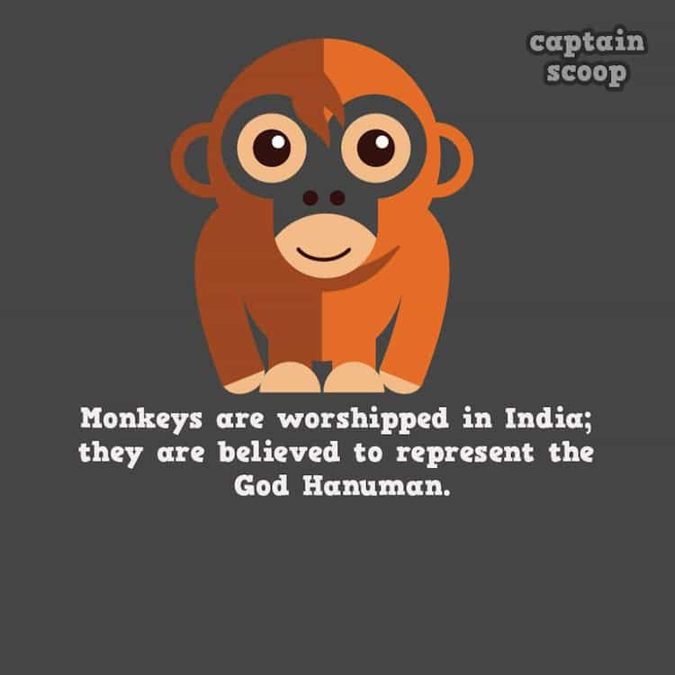 animals-monkey