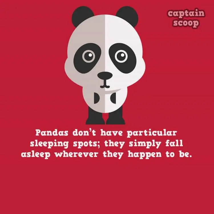 animals-pandas